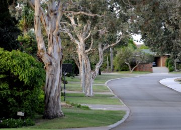 Street trees